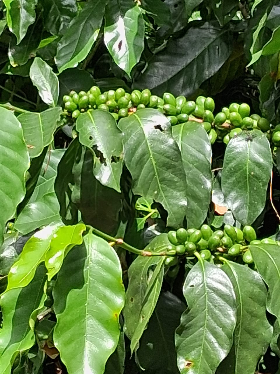 Coffee plants